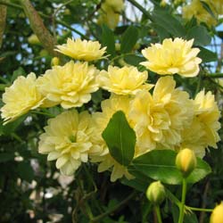 Rosal de Banks  'Lutea'